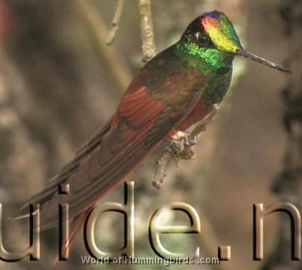 Hummingbird Garden Catalog: Rainbow Starfrontlet